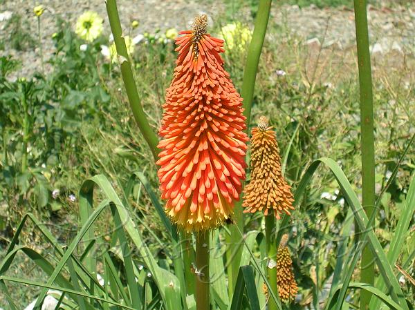 Torch Lily